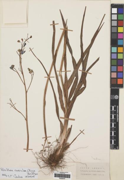 Pasithea caerulea [Espécimen: ]