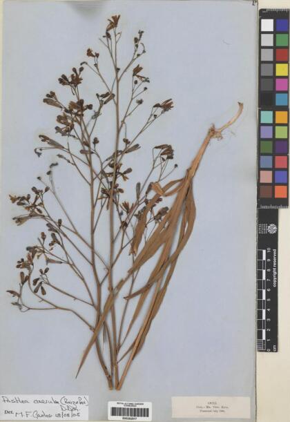 Pasithea caerulea [Espécimen: ]
