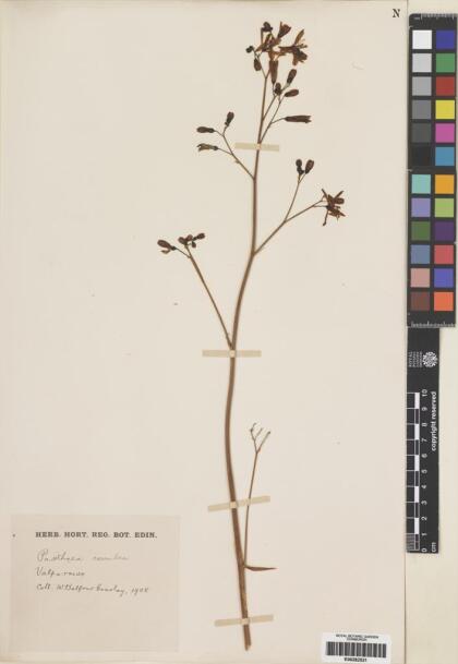 Pasithea caerulea [Espécimen: ]