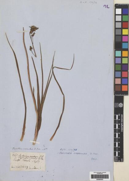Pasithea caerulea [Espécimen: ]