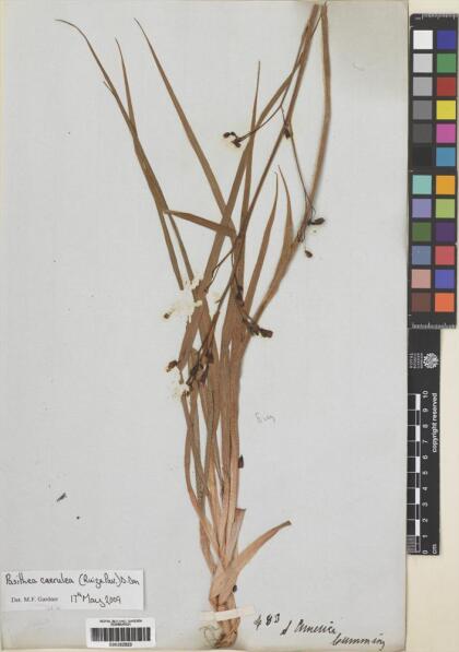 Pasithea caerulea [Espécimen: ]