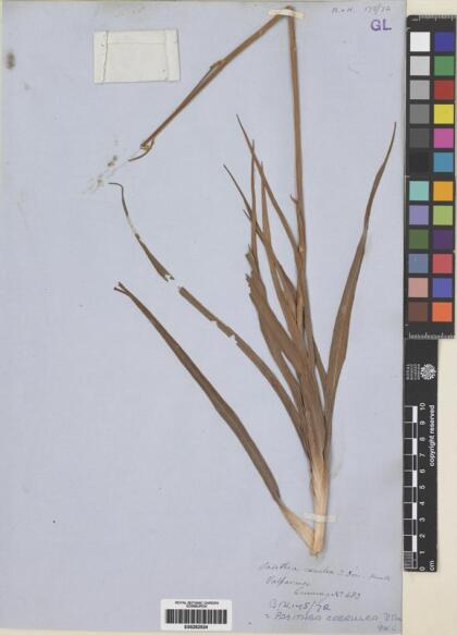 Pasithea caerulea [Espécimen: ]