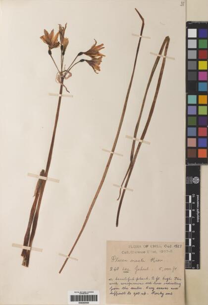Phycella ornata [Espécimen: ]