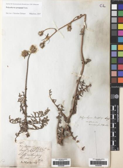 Polyachyrus poeppigii [Espécimen: ]