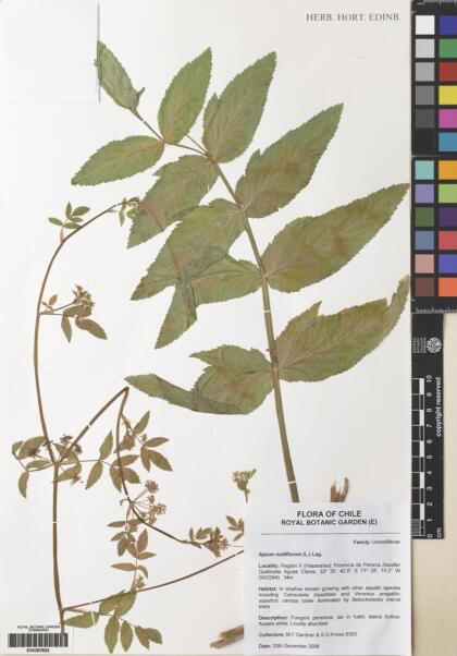 Apium nodiflorum [Espécimen: ]