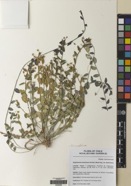 Chiropetalum berterianum var. berterianum [Espécimen: ]