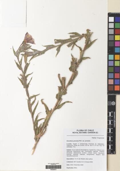 Oenothera picensis [Espécimen: ]