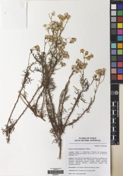Senecio anthemidiphyllus [Espécimen: ]