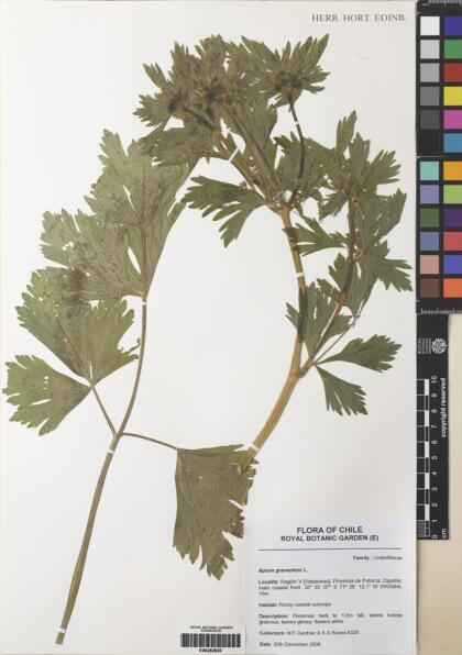 Apium graveolens [Espécimen: ]