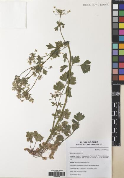 Apium graveolens [Espécimen: ]