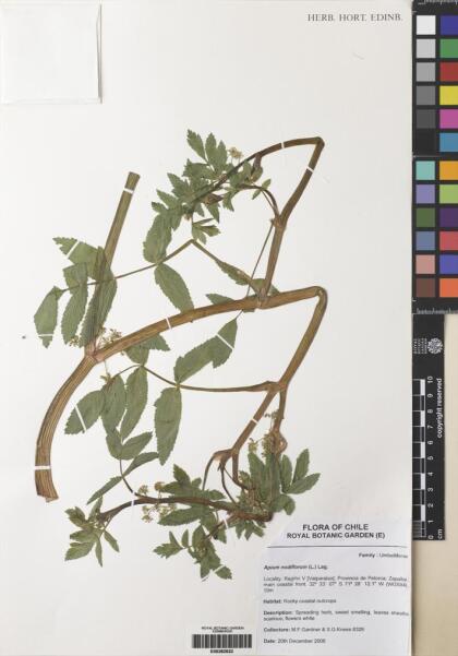 Apium nodiflorum [Espécimen: ]