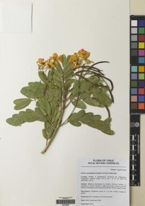 Senna candolleana [Espécimen: ]