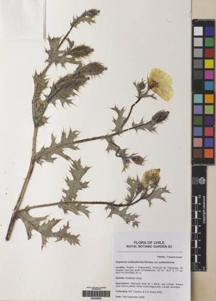 Argemone subfusiformis [Espécimen: ]