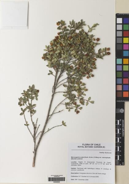 Myrceugenia ovata var. nannophylla [Espécimen: ]