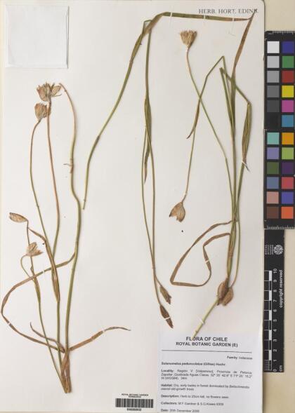 Solenomelus pedunculatus [Espécimen: ]