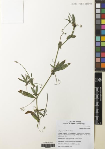 Lathyrus magellanicus [Espécimen: ]