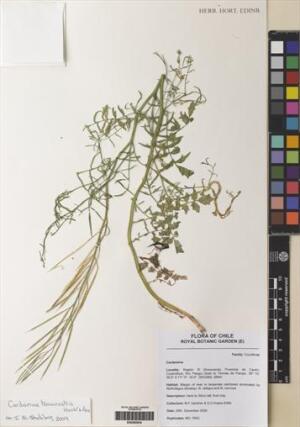 Cardamine tenuirostris [Espécimen: ]