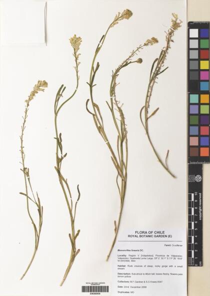 Menonvillea linearis [Espécimen: ]