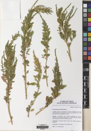 Dysphania ambrosioides [Espécimen: ]
