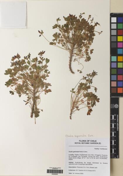 Oxalis squamata [Espécimen: ]