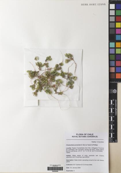 Chaetanthera flabellata [Espécimen: ]