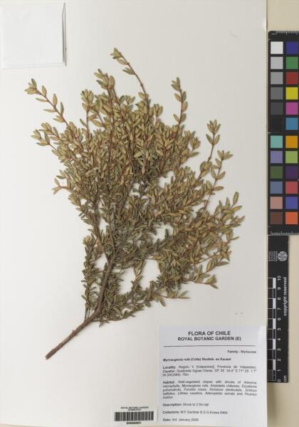 Myrceugenia rufa [Espécimen: ]