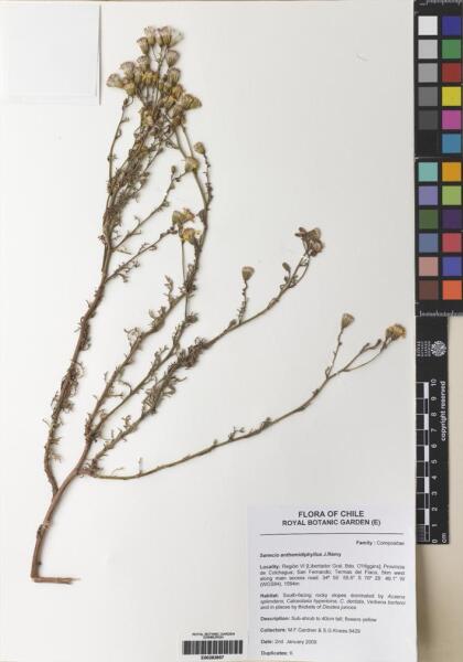 Senecio anthemidiphyllus [Espécimen: ]