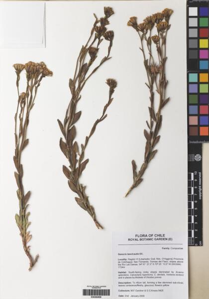 Senecio laevicaulis [Espécimen: ]