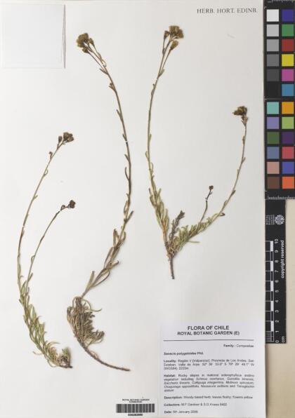 Senecio polygaloides [Espécimen: ]