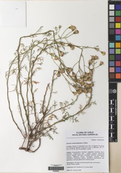 Senecio anthemidiphyllus [Espécimen: ]