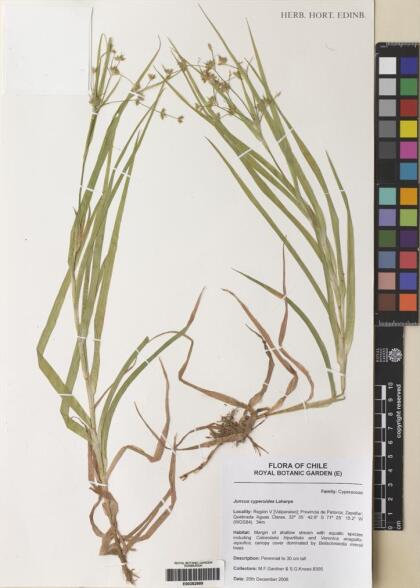 Juncus cyperoides [Espécimen: ]