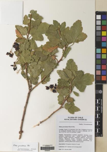Ribes punctatum [Espécimen: ]