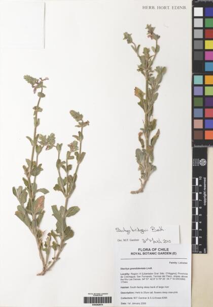 Stachys bridgesii [Espécimen: ]