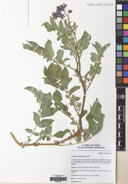 Solanum etuberosum [Espécimen: ]