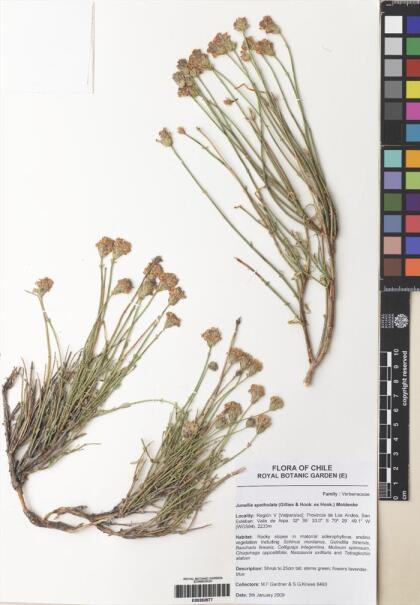 Junellia spathulata [Espécimen: ]