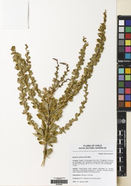 Berberis actinacantha [Espécimen: ]
