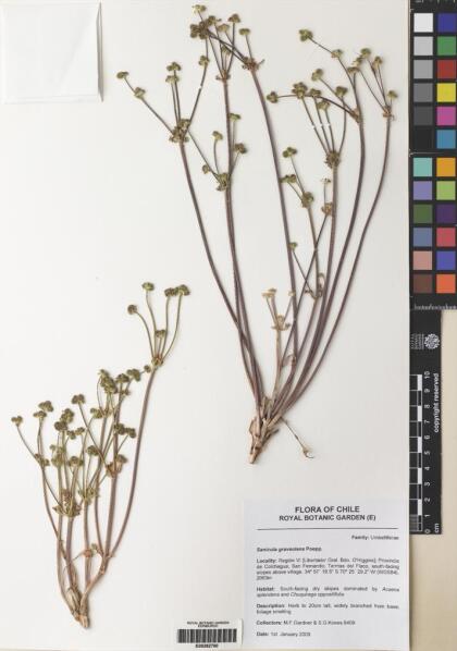 Sanicula graveolens [Espécimen: ]
