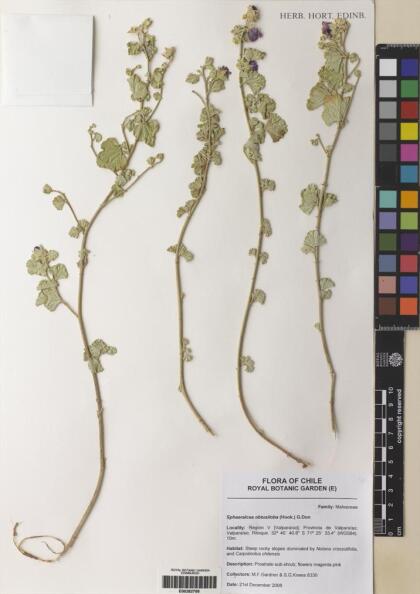 Sphaeralcea obtusiloba [Espécimen: ]