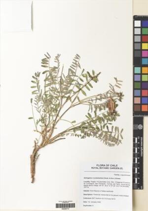 Astragalus cruckshanksii [Espécimen: ]