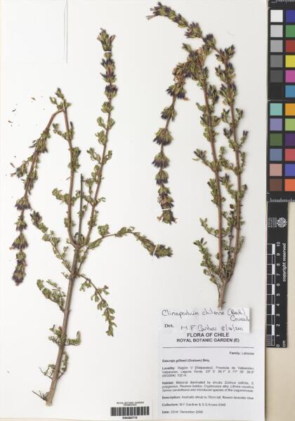 Gardoquia gilliesii [Espécimen: ]