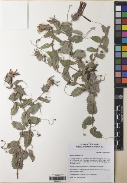 Mutisia ilicifolia [Espécimen: ]