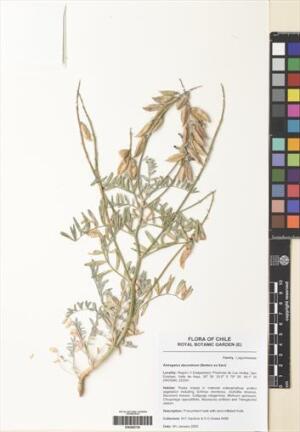 Astragalus darumbium [Espécimen: ]