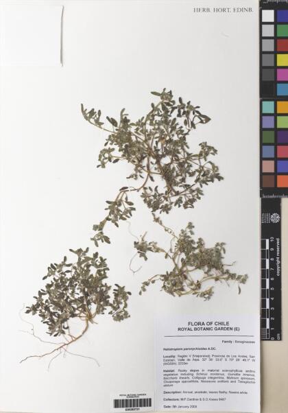 Heliotropium paronychioides [Espécimen: ]