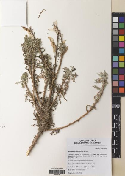 Mathewsia foliosa [Espécimen: ]