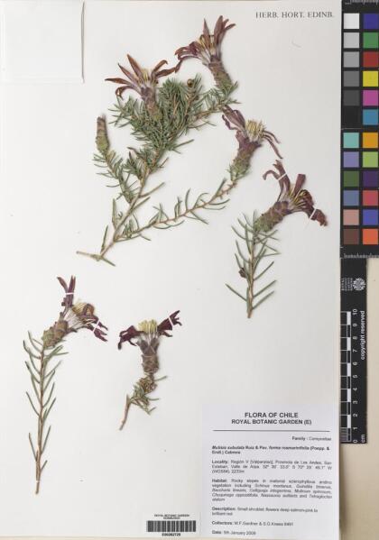 Mutisia subulata [Espécimen: ]