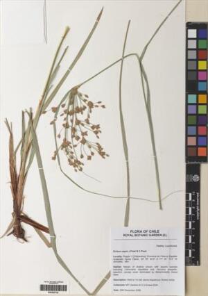 Rhodoscirpus asper [Espécimen: ]