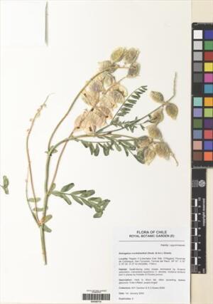 Astragalus cruckshanksii [Espécimen: ]