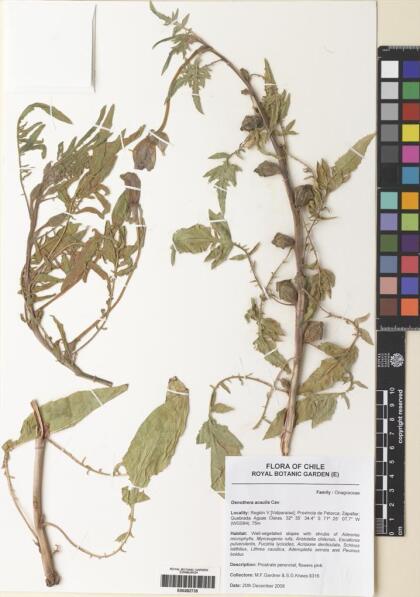 Oenothera acaulis [Espécimen: ]