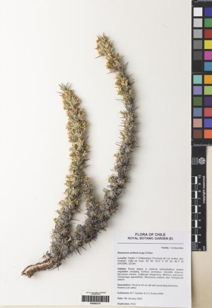Nassauvia axillaris [Espécimen: ]