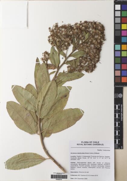 Acrisione denticulata [Espécimen: ]